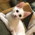 茶色帽子を被った白ネコ