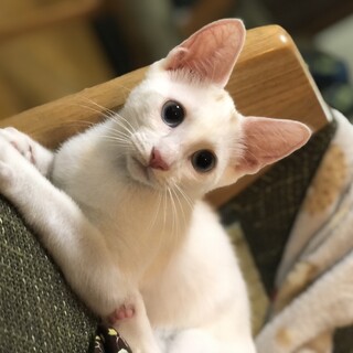 茶色帽子を被った白ネコ