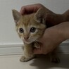 生後2ヶ月前後　飼いやすい性格の男の子 サムネイル3