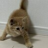 生後2ヶ月前後　飼いやすい性格の男の子 サムネイル4