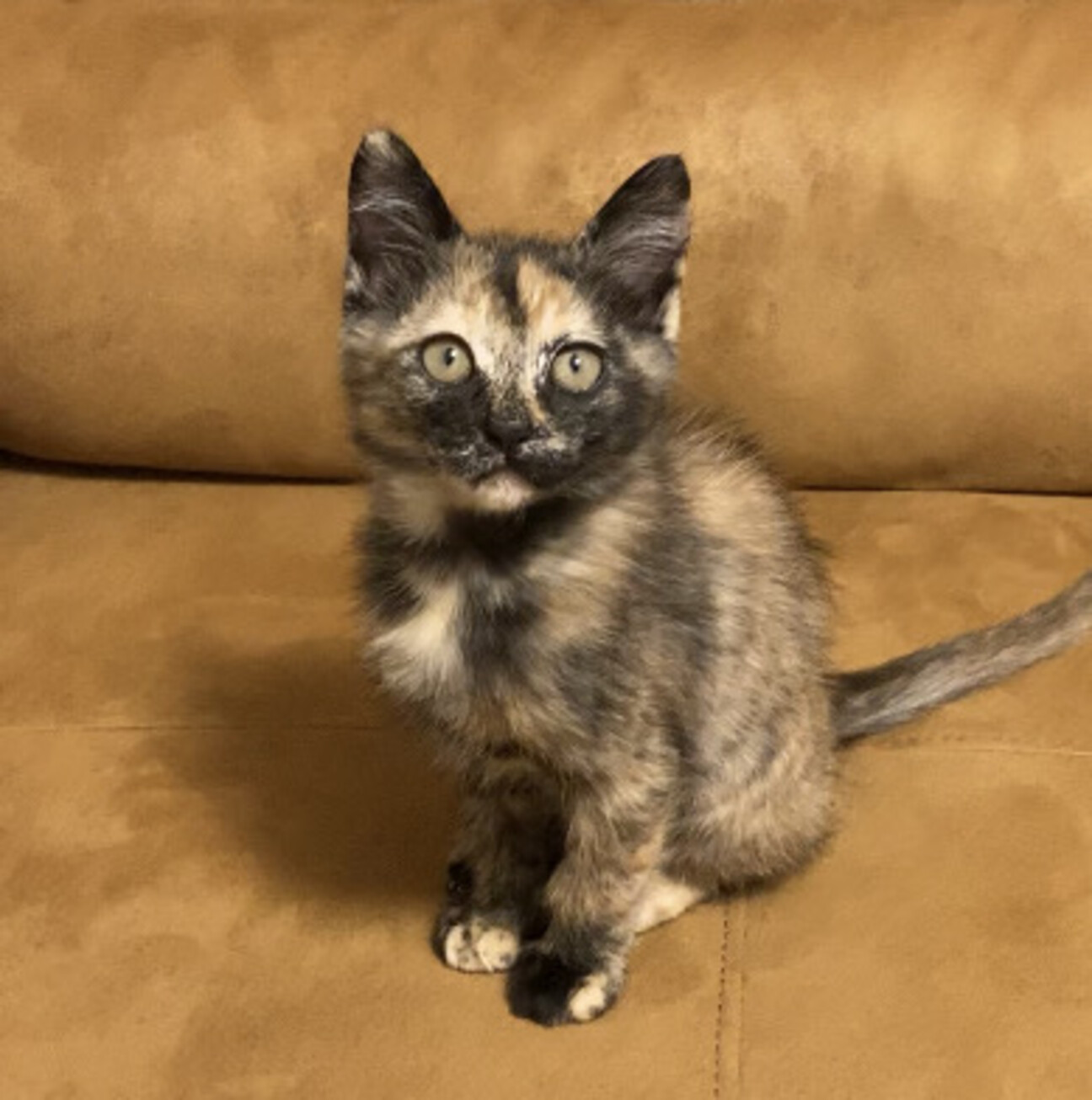 5月生まれ 幸運を呼ぶサビ色 山形県 猫の里親募集 ペットのおうち 月間利用者150万人