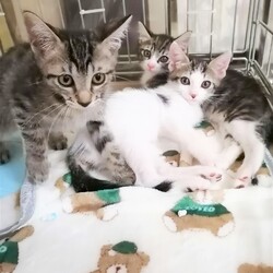 in西尾市☆ワチャワチャ子猫大祭り!!2022/07/30(土)～非営利団体ちーむにゃいんず