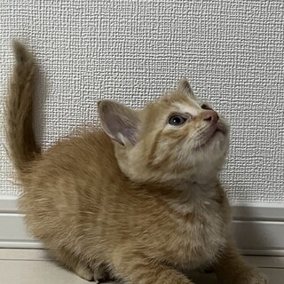 生後2ヶ月前後　飼いやすい性格の男の子