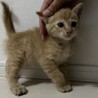 生後2ヶ月前後　飼いやすい性格の男の子 サムネイル2