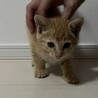 生後2ヶ月前後　飼いやすい性格の男の子 サムネイル5