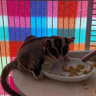 モモンガ　オス　可愛いがってくださる方募集