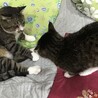 の写真