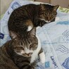 とよすずさん