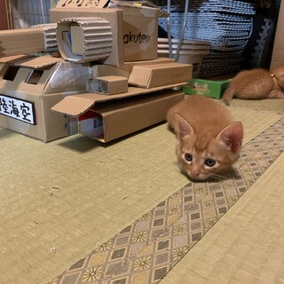 新しいお家募集中です。マイクロチップ装着済み12