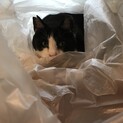 優しくておおらかな猫です。