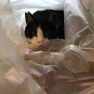 優しくておおらかな猫です。