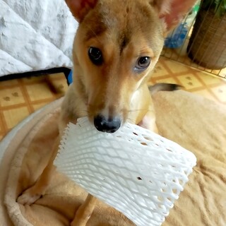 細いお顔がチャームポイント、元気な男子みむ