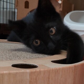 めちゃ可愛い黒猫の男の子「たっちゃん」
