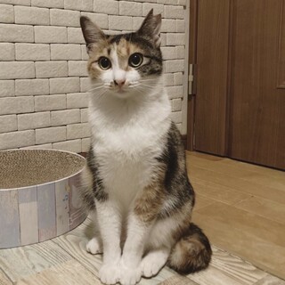 三毛猫マノンちゃん