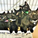 黒猫フェチ必見！珍しい！真っ黒くろすけ７人兄妹