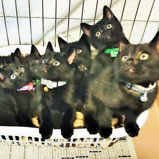 黒猫フェチ必見！珍しい！真っ黒くろすけ７人兄妹