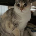 パステル三毛ななちゃん♀里親さん募集