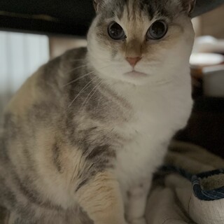 パステル三毛ななちゃん♀里親さん募集