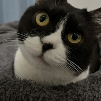 こむぎ