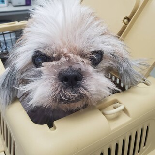 高齢者より保護★酷い状態のシーズ－★岐阜～