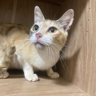 ⭐︎三毛で可愛い小柄の女の子です。