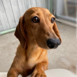 ダックスの里親募集中