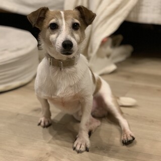 ジャックラッセルテリア里親募集