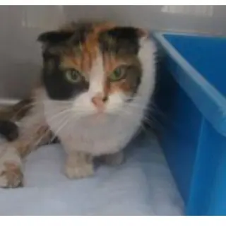 人懐こいスコティッシュフォールド系三毛