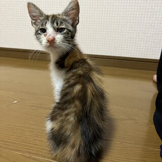 とてもフレンドリーな三毛猫ちゃん