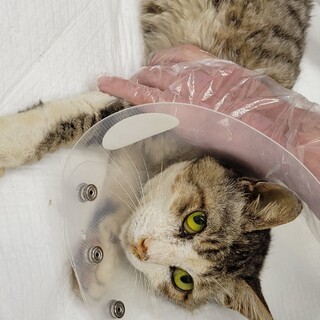 崖っぷちのキジシロを助けて下さい