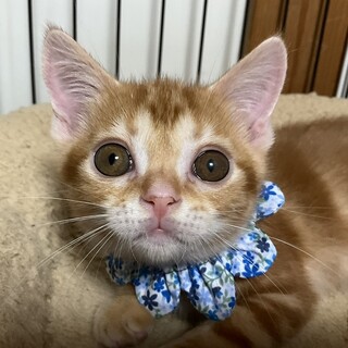 こぼれ落ちそうな瞳がとってもキュート、こうです！ 