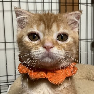 折れ耳とつぶらな瞳がチャームポイント、ふくです！