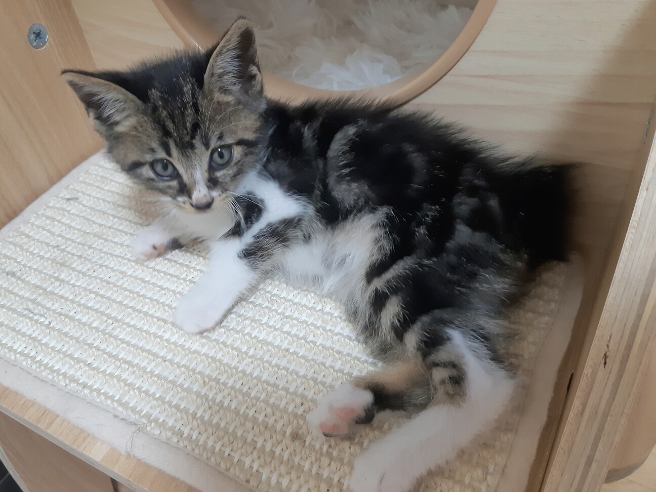 カルミン 推定5月中旬 北海道 猫の里親募集 ペットのおうち 月間利用者150万人