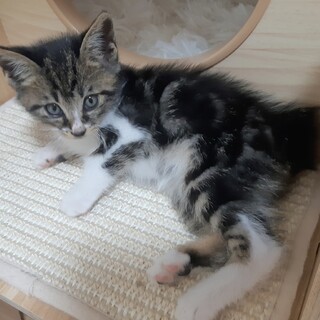 【カルミン】推定5月中旬生まれ・オス