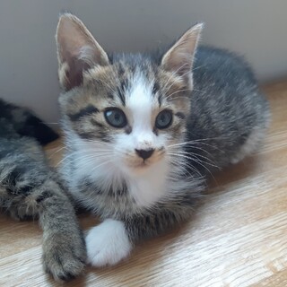 【コメッコ】推定5月中旬生まれ・オス