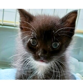 【8/28譲渡会参加予定】キリッと男前★靴下くん