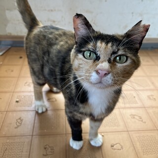 子煩悩な三毛猫、うづきちゃん♀