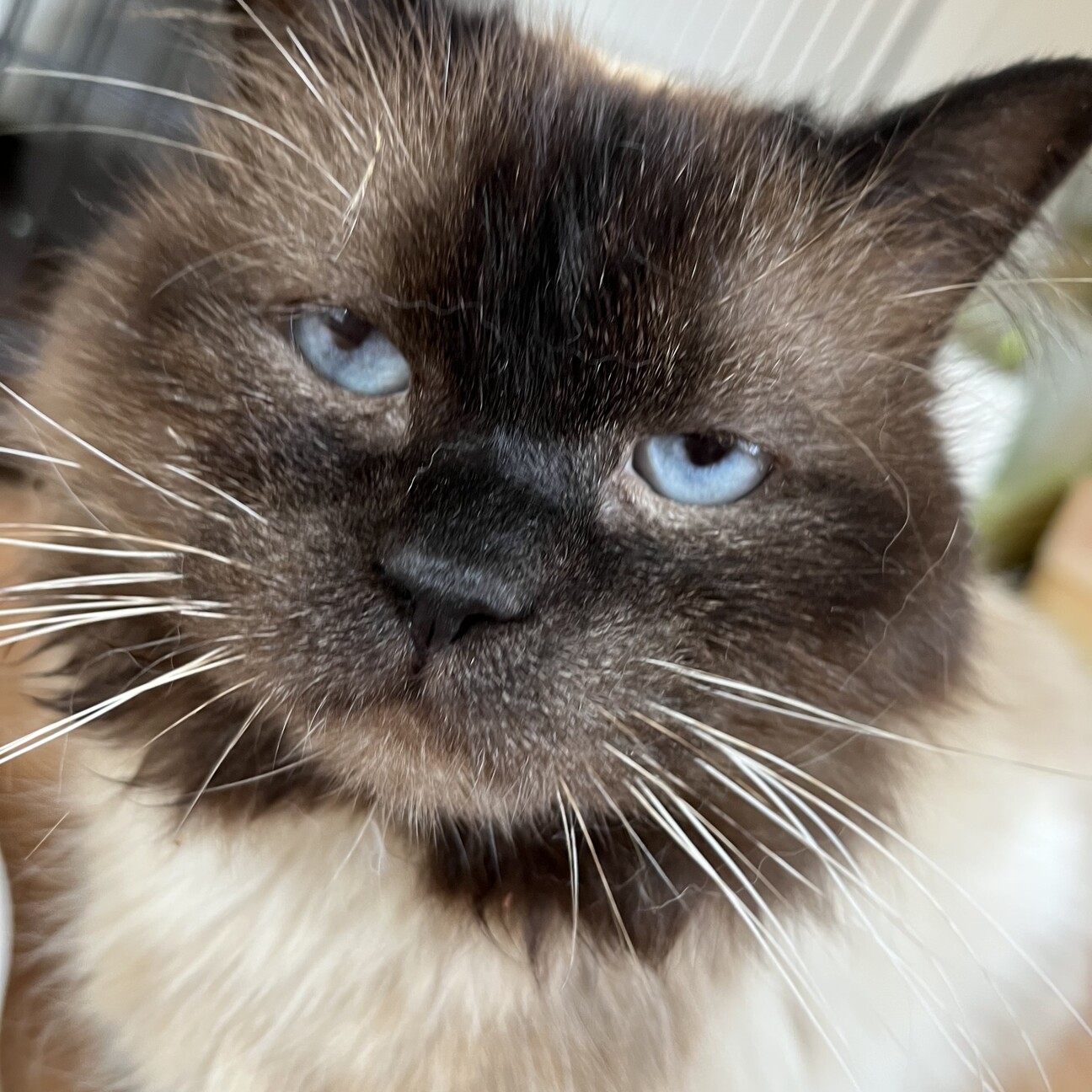 もっさりぶちゃ顔 たぬき 栃木県 猫の里親募集 ペットのおうち 月間利用者150万人