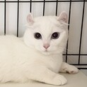 美猫人懐こい1才　お見合い可能です！1匹飼い希望