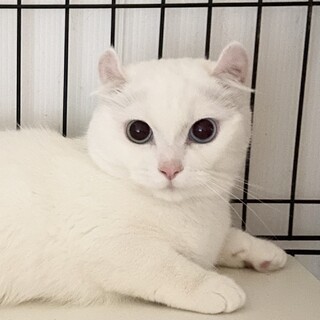 美猫人懐こい1才　お見合い可能です！1匹飼い希望