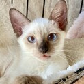 沖縄から⭐︎シャム系のシャイボーイ⭐︎はれたくん