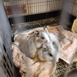 デグー♀の親子