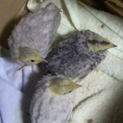生後3週間の仲良しヒメウズラ3羽の里親さん募集。