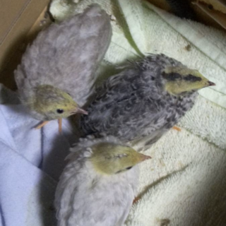 生後3週間の仲良しヒメウズラ3羽の里親さん募集。