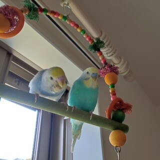 セキセイインコ2羽