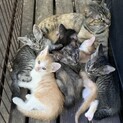 急募！仔猫7匹