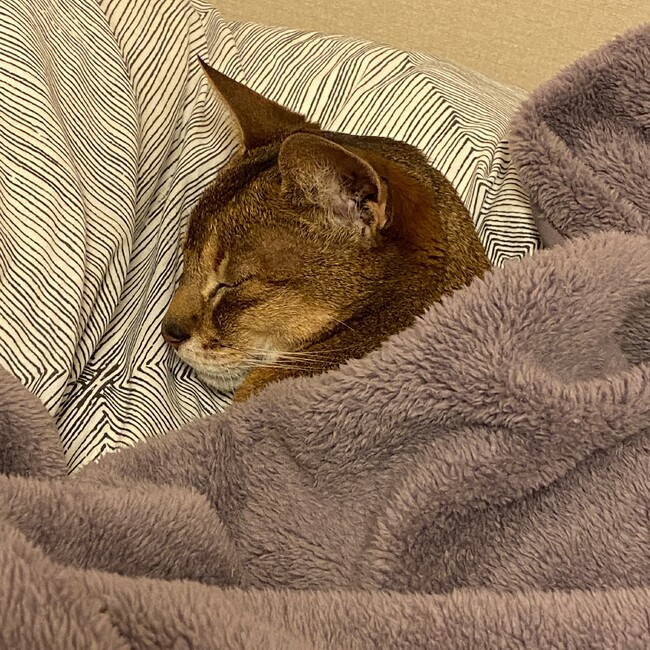 なおささのカバー写真