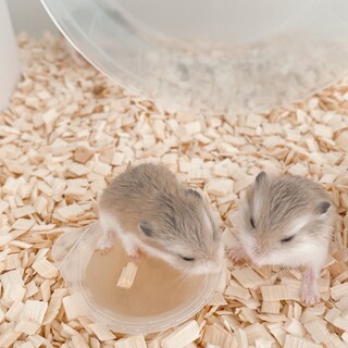 7月生まれの  ロボロフスキーの赤ちゃん