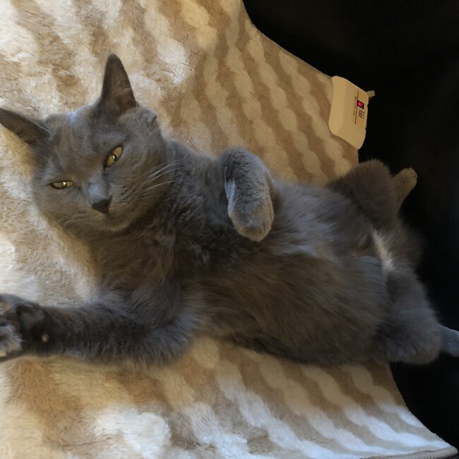 お豆とゆかいな仲間たちのカバー写真