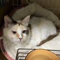 ふわふわにゃんこ
